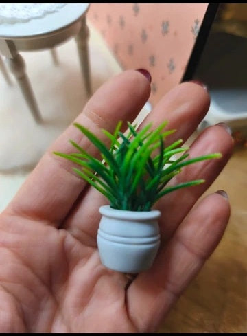 Petite plante