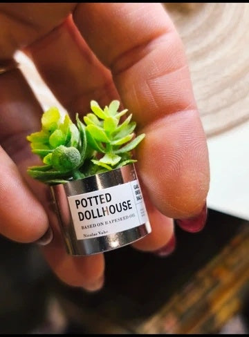Petite plante grasse pot argenté