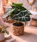 Plante