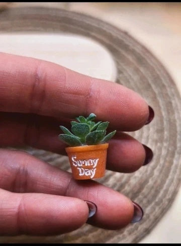 Petite plante grasse