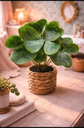 Grande plante trèfle