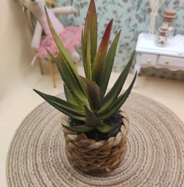 Plante grasse