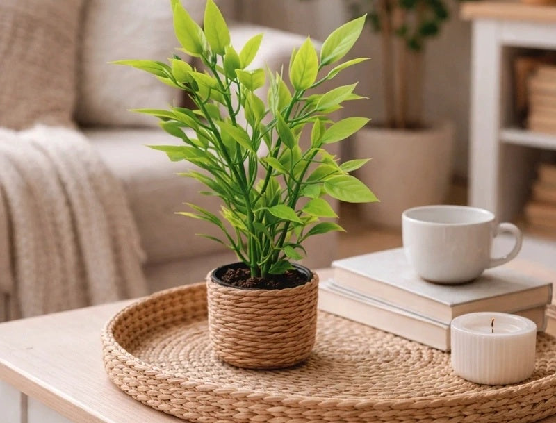 Petite plante