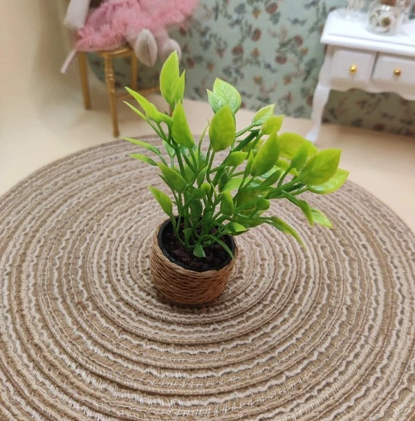 Petite plante