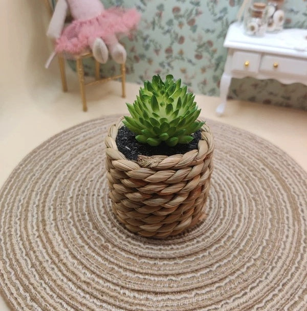 Petite plante grasse