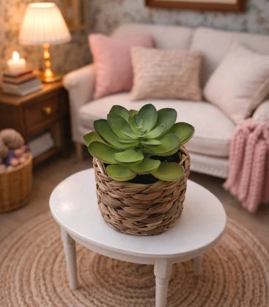 Petite plante grasse