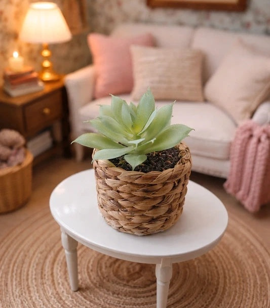 Petite plante grasse