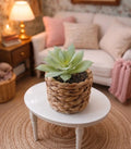 Petite plante grasse
