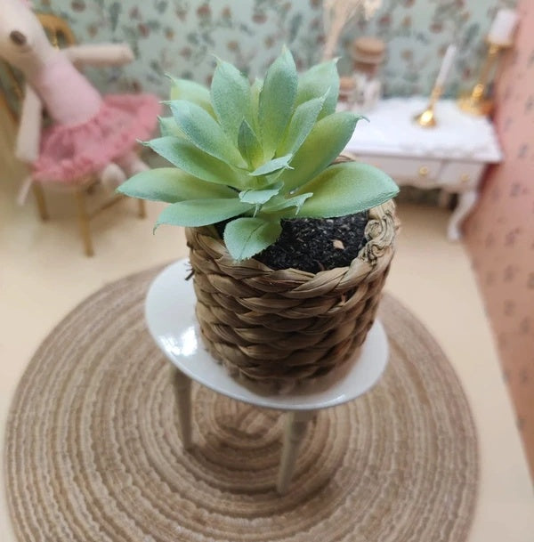 Petite plante grasse