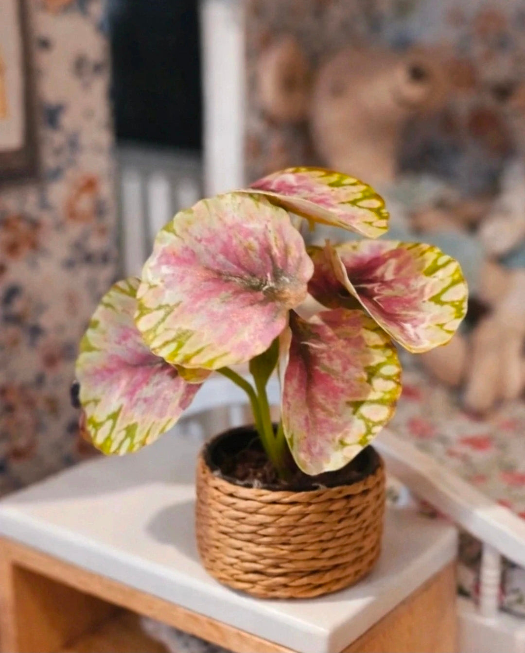 Petite plante verte et bordeaux