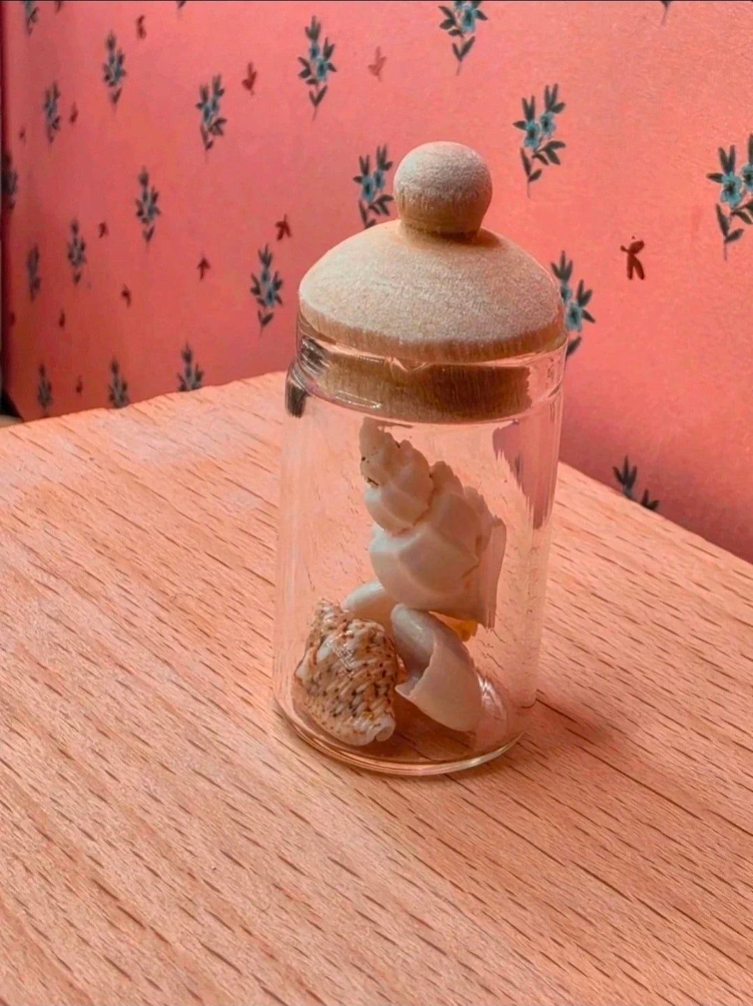 Bocal de coquillages