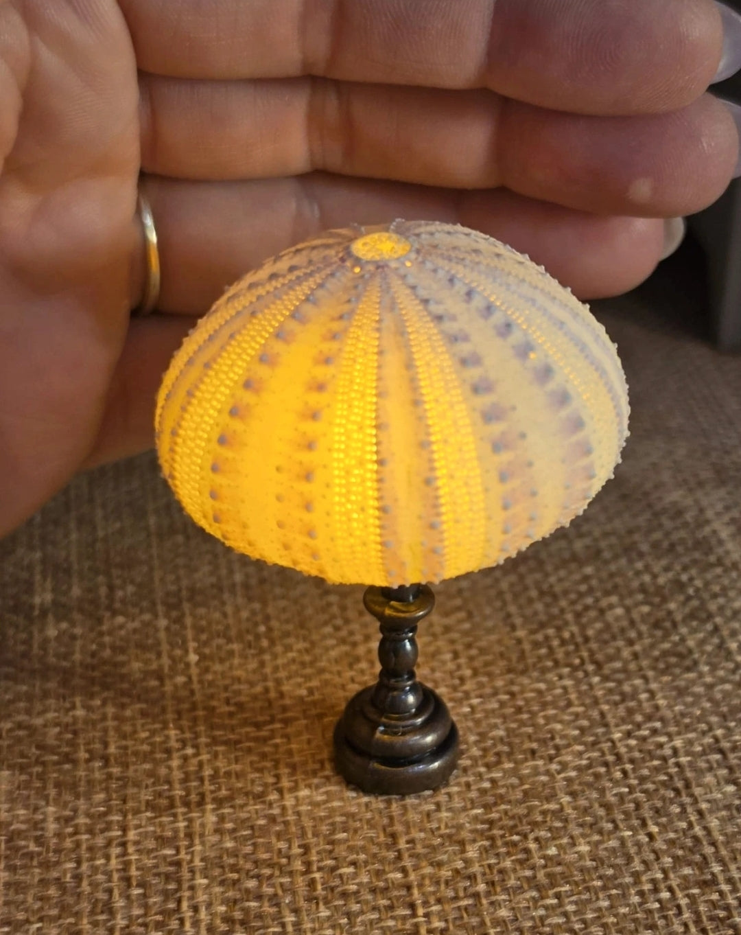 Lampe en véritable oursin